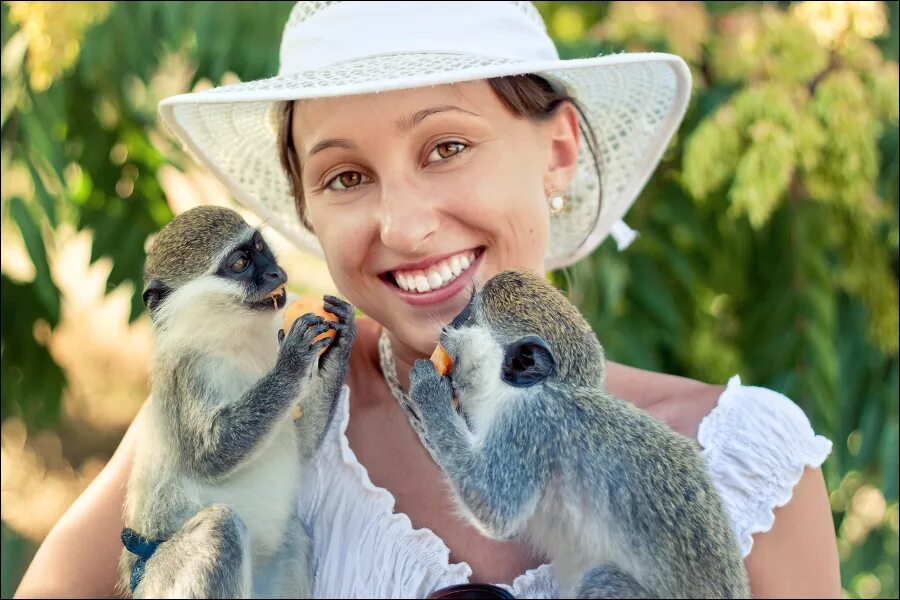 Донцова мартышки. Донцова мартышки. Коллекция книг донцовой. Донцова легенда о трех мартышках. Донцова сотая книга.