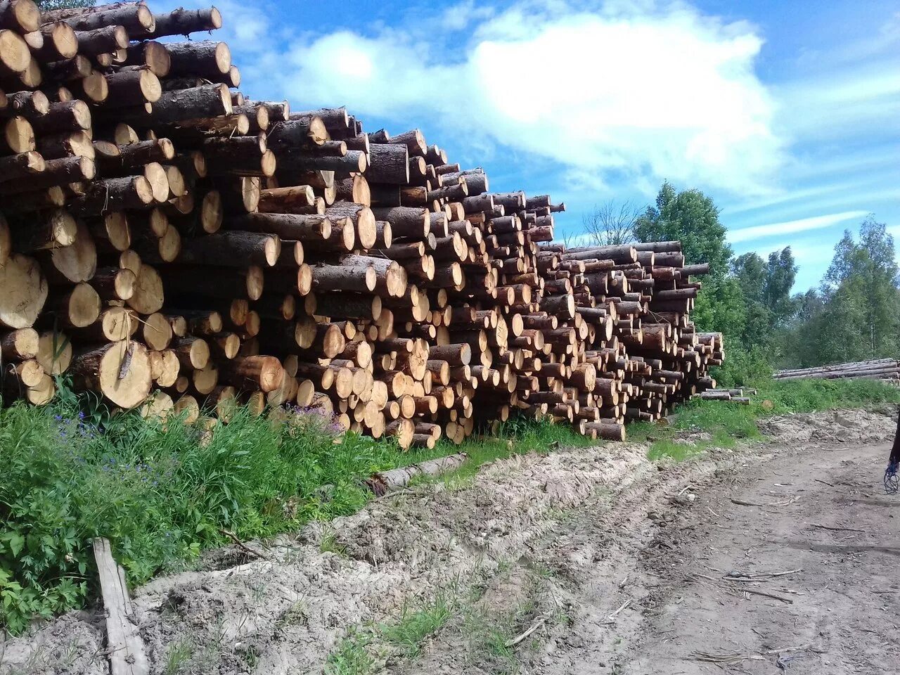 приемка лесоматериалов