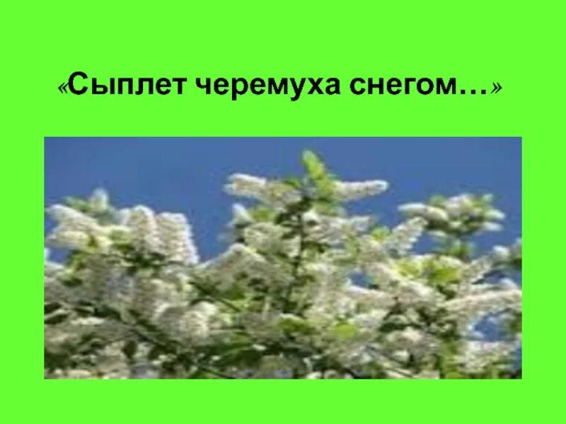 Стих Есенина сыплет черёмуха снегом. Стихотворение Есенина сыплет черемуха. Стихотворение сыплет черемуха снегом Есенин.