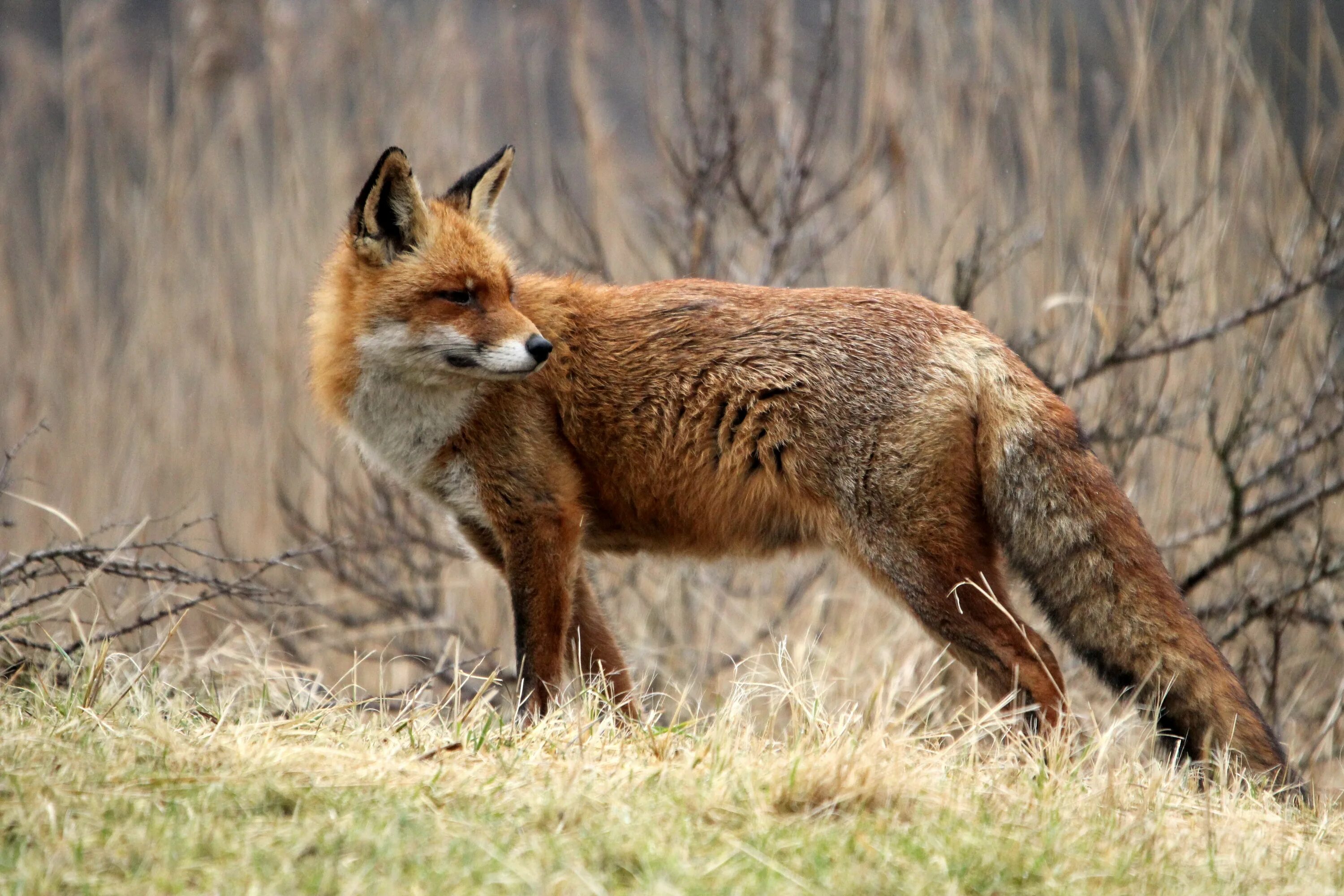 Лисица в дикой природе. Дикие лисы. Лисы в дикой природе. Серая лиса. Fox wild