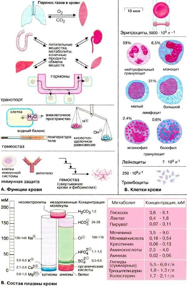 Компоненты крови функции. Схема строения крови. Структурные компоненты крови и их функции. Строение периферической крови.