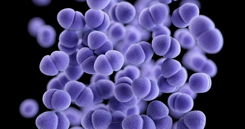 Staphylococcus e coli. Энтерококки и стафилококки. микрококки и стафилококки. бактерия staphylococcus aureus. стафилококки стрептококки энтерококки.