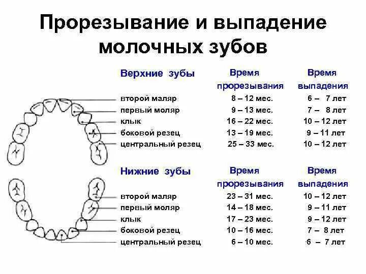 Верхние зубы во сколько у детей. Молочные зубы когда выпадают схема. сроки прорезывания премоляров верхней челюсти. сроки прорезывания постоянных зубов схема. сроки прорезывания резцов верхней челюсти.