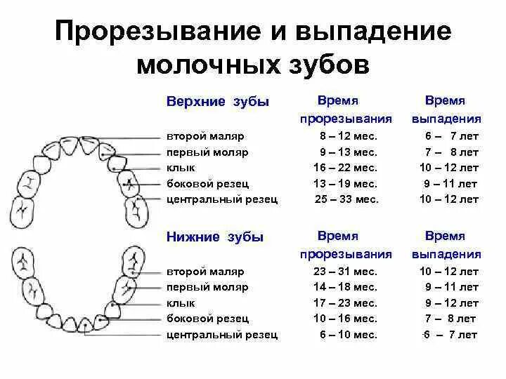 Молочные зубы когда выпадают схема. Сроки прорезывания постоянных зубов схема. Сроки прорезывания резцов верхней челюсти. Сроки прорезывания моляров. Вырастет ли молочный зуб