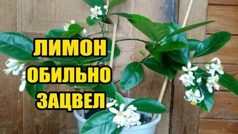Время цветения лимона домашнего