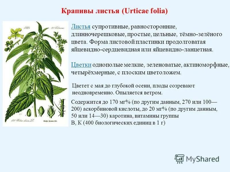 Стебель крапивы. Край листа у крапивы двудомной. Крапива двудомная (urtica dioica). Форма листа крапивы двудомной. Форма листьев крапивы.
