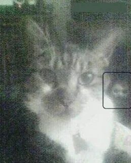 Кот призрак видео