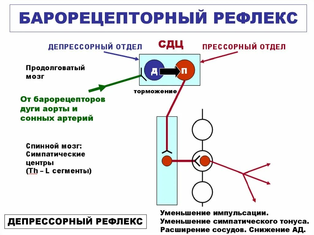 Рефлекторная регуляция системного артериального давления. Барорецепторные рефлексы регуляции ад. Барорецепторный рефлекс регуляции. Схема прессорнофункциональные рефлексы. Центр регуляции кровяного давления