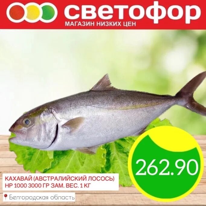 Австралийский лосось кахавай рецепты. Кахавай рыба. Лосось кахавай. Австралийский лосось кахавай что за рыба. Морская рыба кахавай.