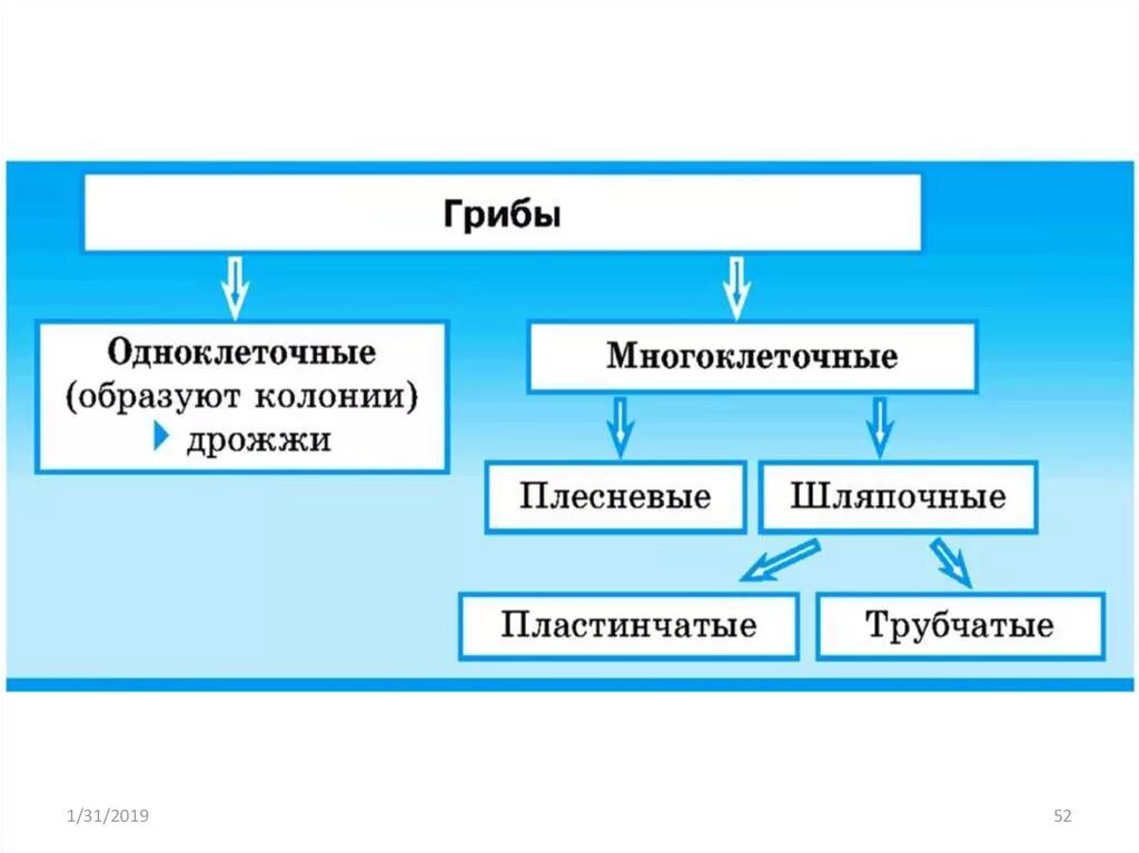 Классификация грибов одноклеточные и многоклеточные. Царство грибов многоклеточные. Грибы делятся на одноклеточные и многоклеточные. Много и одноклеточные грибы. Признаки одноклеточных грибов