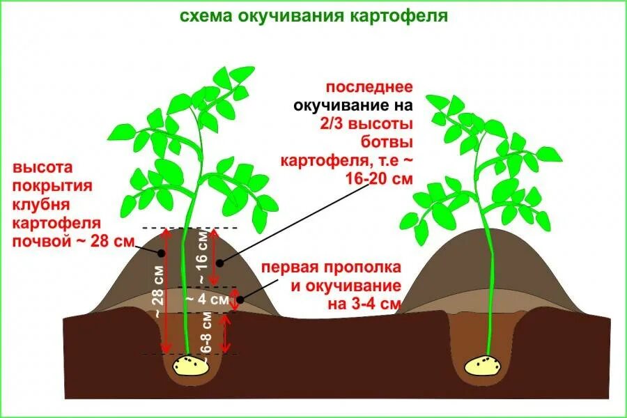 Посадка картофеля сколько на сотку. Правильное окучивание картофеля. Окучивание картофеля схема. Схема окучивания картошки. Схема выращивания картофеля.