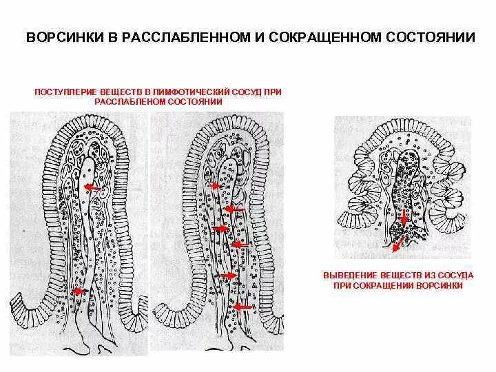 Последовательные сокращения и расслабления кишечной стенки. Строение кишечной ворсинки. кишечная ворсинка схема. схема строения ворсинки кишечника. строение кишечной ворсинки рисунок.