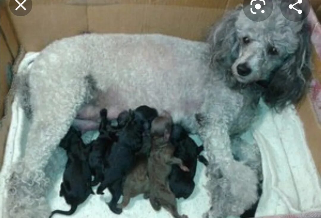 Новорожденные щенки карликового пуделя. Карликовый пудель новорожденный. Беременный пудель. Беременный пудель. Шерсть пуделя.