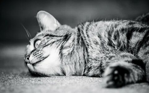Обои котики черно белые