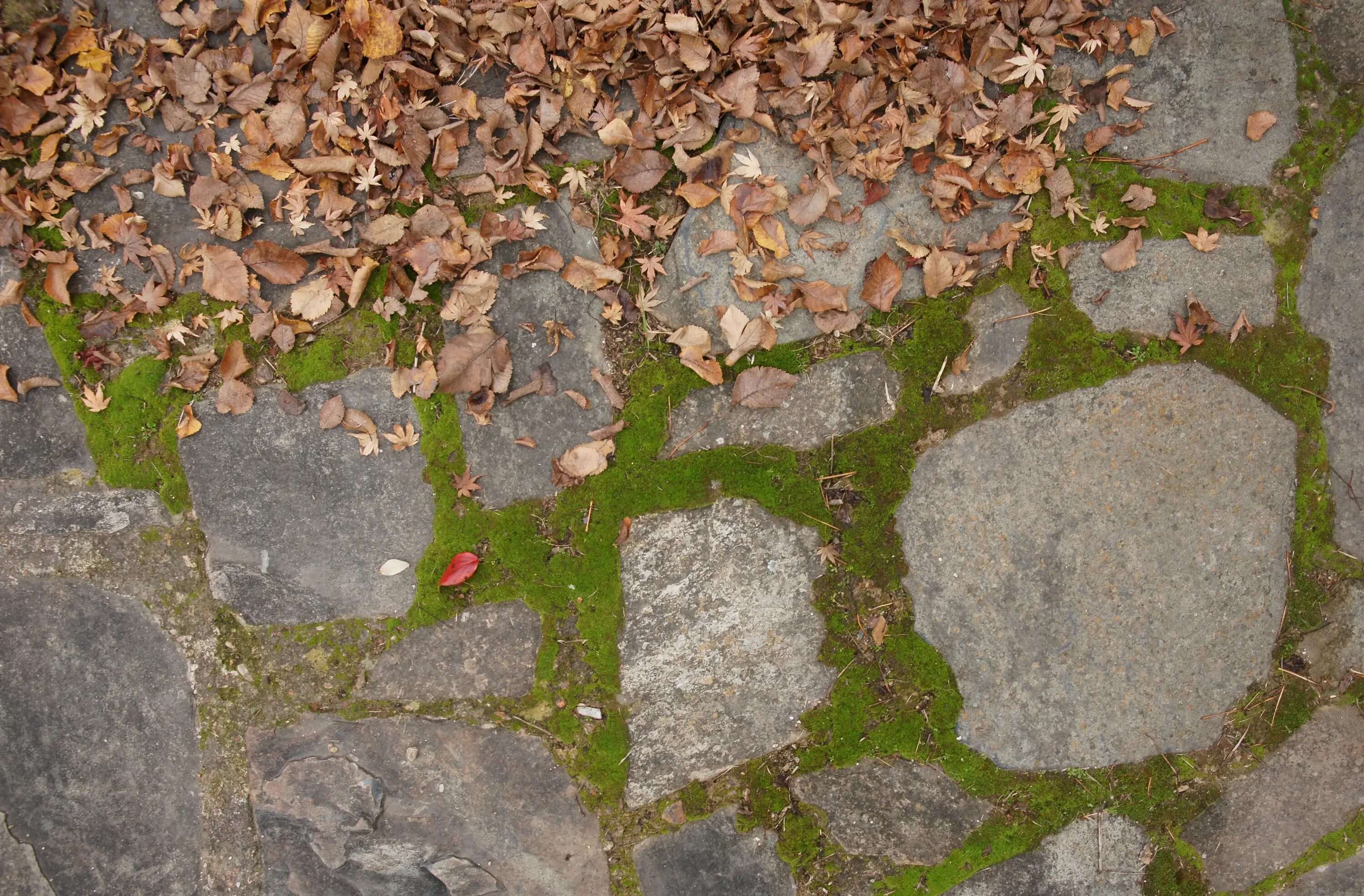 Path texture. Stone path texture. garden stone path pattern. cartoon path texture. garden stone path pattern png.