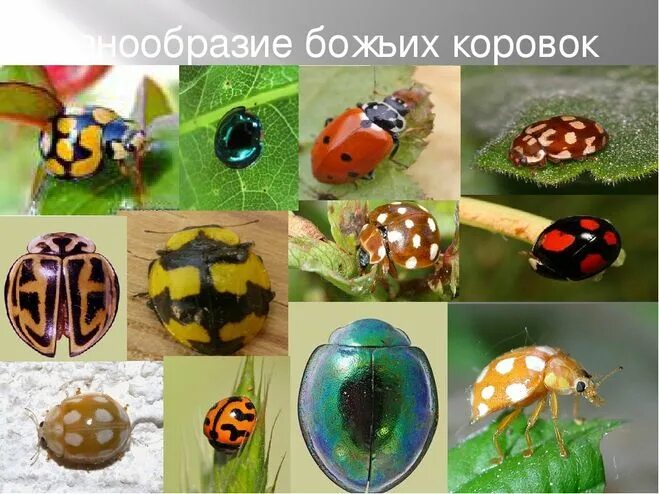 Азиатская божья коровка и интересные факты о ней