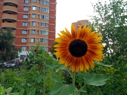Sunflower отзывы