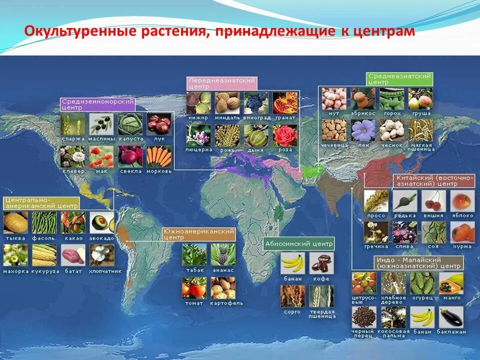 Центры разнообразия. Центры окультуривания растений по вавилову. центры происхождения культурных растений по вавилову егэ. карта вавилова центры происхождения культурных растений. 12 центров происхождения культурных растений.