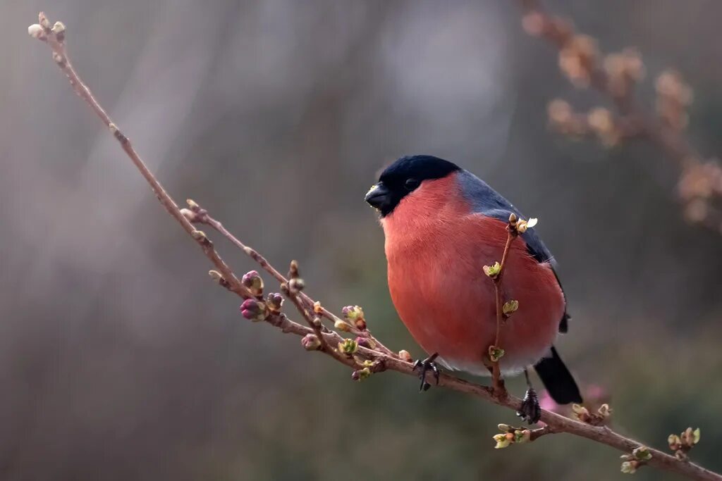 Снегиря видел. Снегирь (обыкновенный снегирь) (pyrrhula pyrrhula). Факты о снегирях. Cybubhbцентральной россии. Снегиря видел.