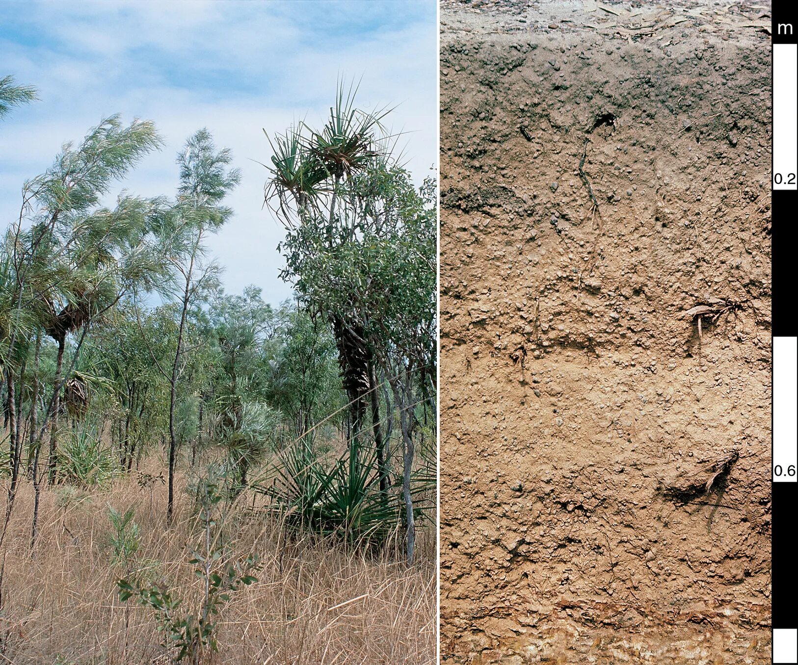 Полупустыни каштановые почвы. Сероземы Австралии. Каштановые почвы полупустынь. Сероземы почвы. Сероземы сухих субтропиков.