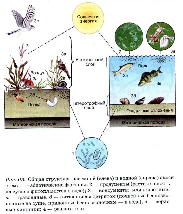 Консументы в аквариуме. Схема трофической структуры водоема. Схема трофической структуры биоценоза. Трофическая структура биоценоза водоема. Составьте схему трофической структуры водоема.