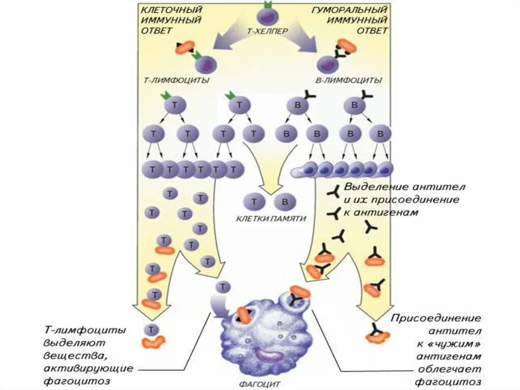 Клеточный и гуморальный иммунитет. Гуморальный и клеточный иммунитет клетки. Клеточный и гуморальный иммунный ответ схема. Клеточный и гуморальный иммунитет схема.