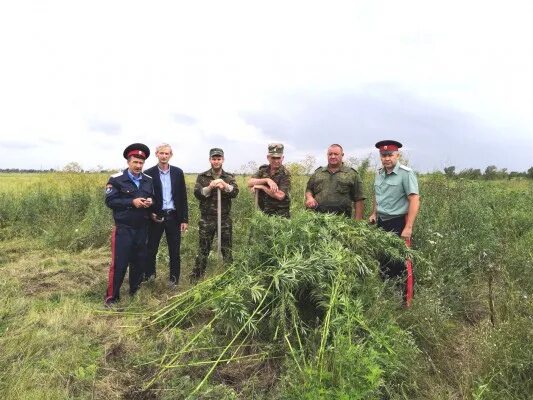 Нижнедонской ростовская область октябрьский район. Нижнедонской Ростовская область. Конопля в Любинском районе. П Нижнедонской Октябрьского района Ростовской области. Юбилей Октябрьского сельского района Ростовской области.