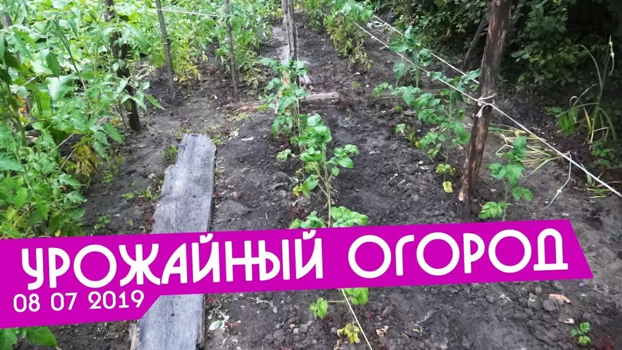 Урожайный огород с татьяной щедриной. Урожайный огород последнее видео 2023. Урожайный огород с татьяной. Урожайный огород последнее видео 2023. Урожайный огород.