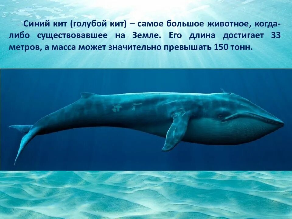 Сколько длиной самый большой кит. Голубой кит 33 метра. Голубой кит 150 тонн. Кит длина и вес. Самый большой синий кит.