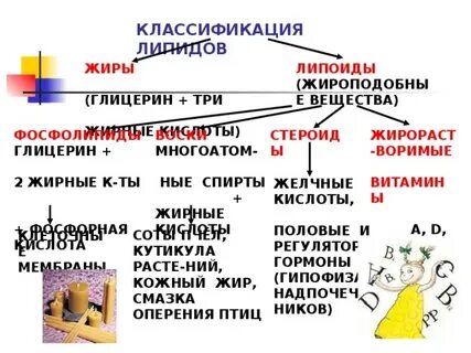 Чем липиды отличаются от жиров
