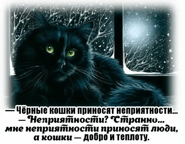 Добро кошка. Черные кошки приносят неприятности странно мне. Черные кошки приносят неприятности. Говорят черные кошки приносят неприятности. Цитаты про черную кошку.