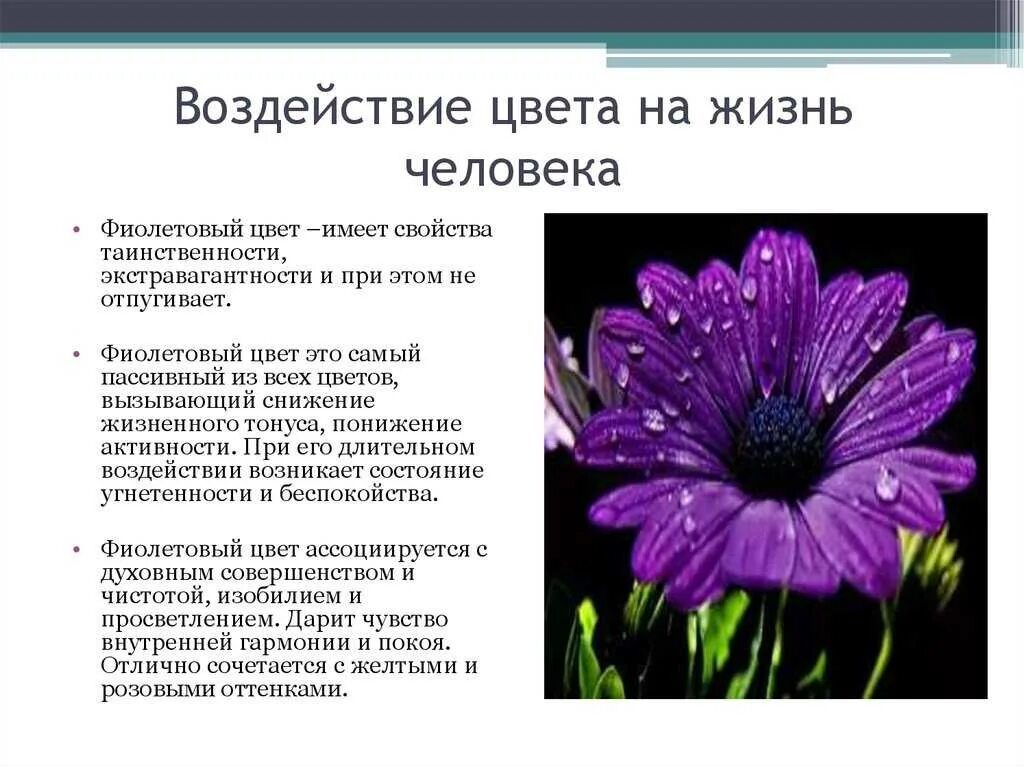 Если нравится фиолетовый цвет. Фиолетовый цвет в психологии. Фиолетвыйцвет в психологии. Влияние фиолетового цвета на человека. Любимый цвет фиолетовый психология.