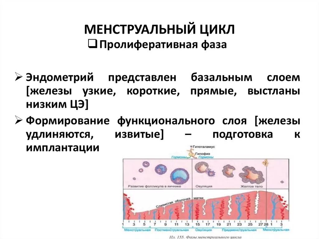 Фазы менструационного цикла и состояние женщины. Пролиферативная фаза менструального цикла. фазы менструационного цикла. нейроэндокринная регуляция менструального цикла презентация. пролиферативная и секреторная фазы менструационного цикла.