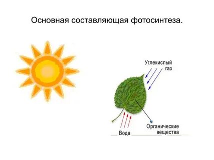 Выберите процессы относящиеся к фотосинтезу