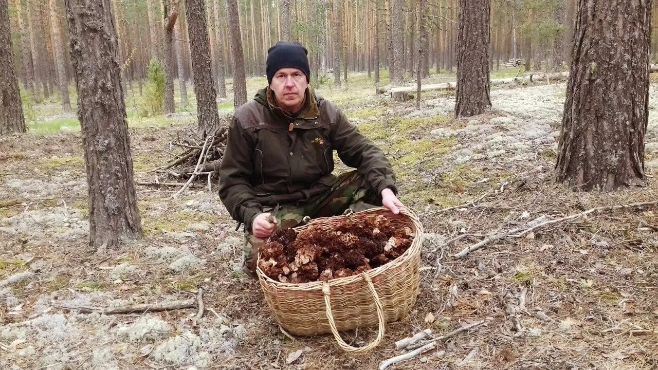 Сбор сморчков. Грибы сморчки в Подмосковье. Вологодские грибы. Сбор Сморчков в Подмосковье. Сморчки в лесу.