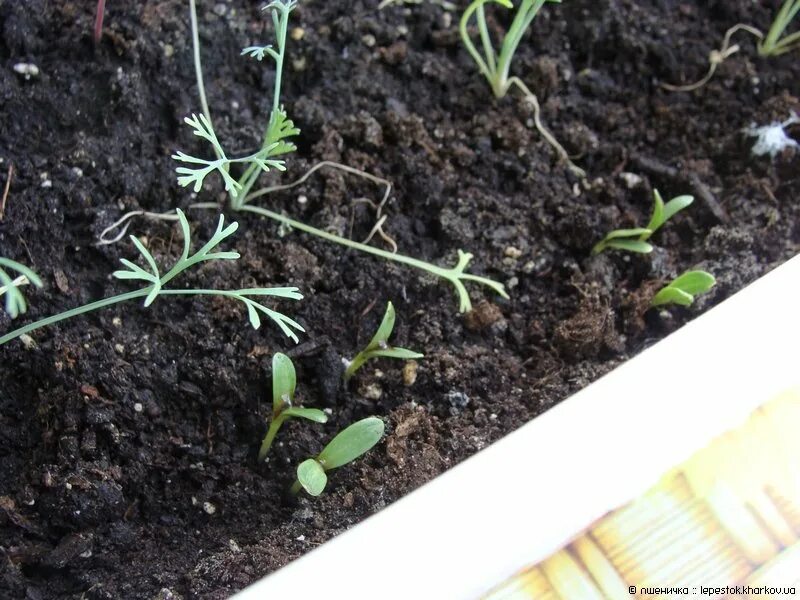 Всходы эшшольция ростки сеянцы. Эшшольция земляничная поляна. Эшшольция семена когда сажать на рассаду семенами. Цветы эшшольция посадка в грунт. Семена эшшольция рассада.