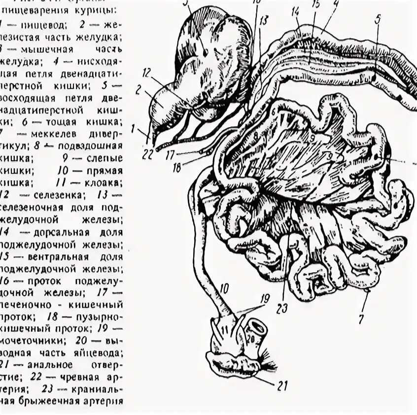 У куриц есть мозг. Пищеварительная система курицы анатомия. Пищеварительная система курицы схема. Строение курицы внутренние органы. Строение пищеварительной системы курицы.