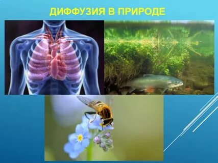 Диффузия у человека