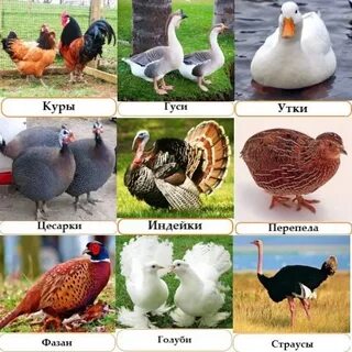 Утка гусь индейка