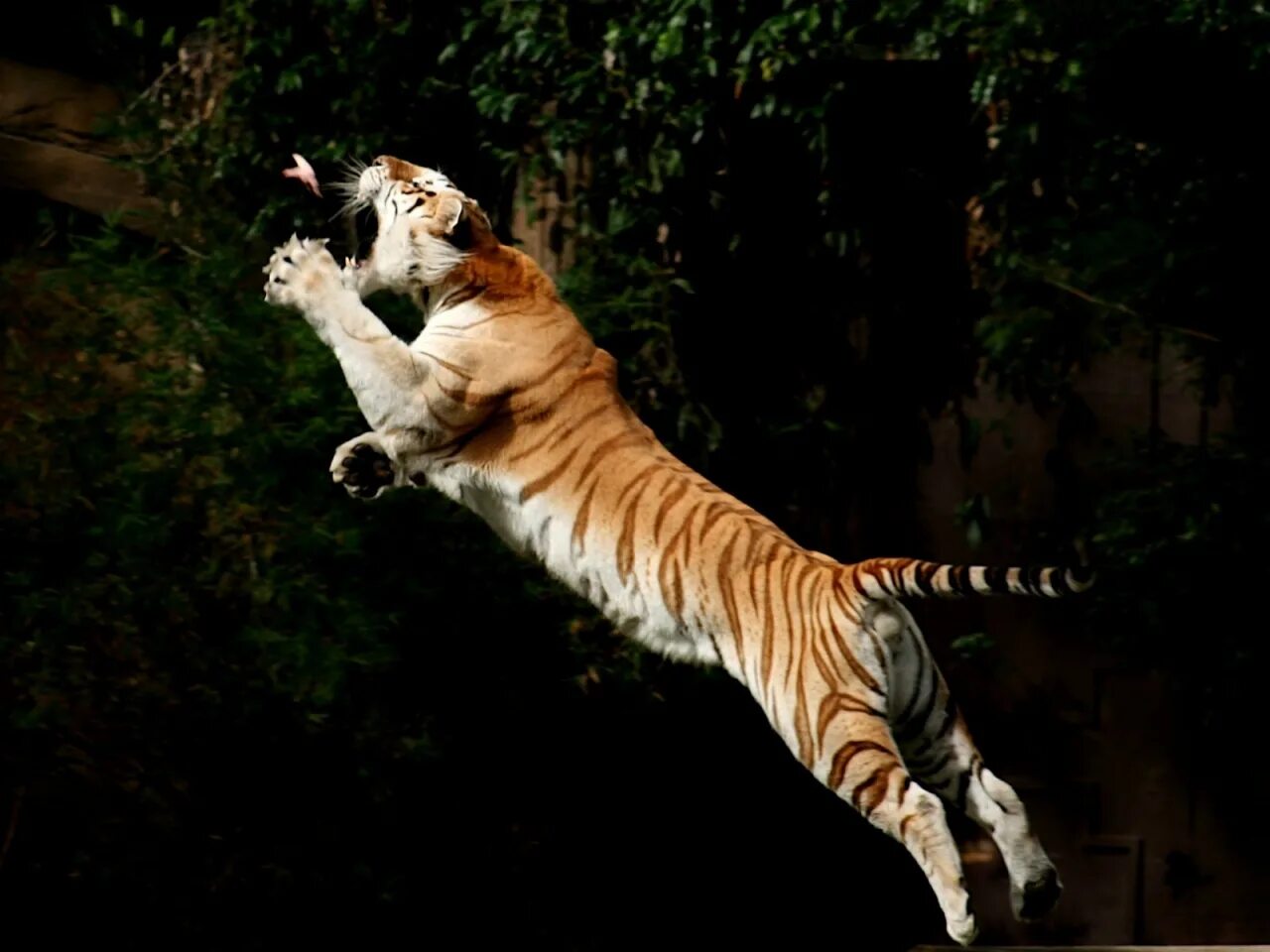 Атакует вид. Бенгальский тигр. Тигр в прыжке. Тигр прыгает. Тигрица в прыжке.