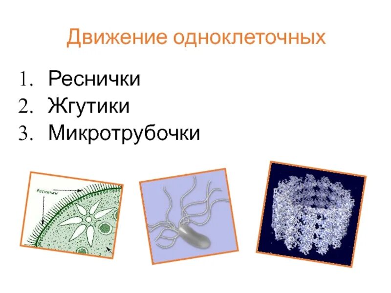 Передвижение с помощью ресничек. Реснички и жгутики движение. движение при помощи жгутиков и ресничек. органоиды движения реснички и жгутики. реснички передвижение одноклеточных.
