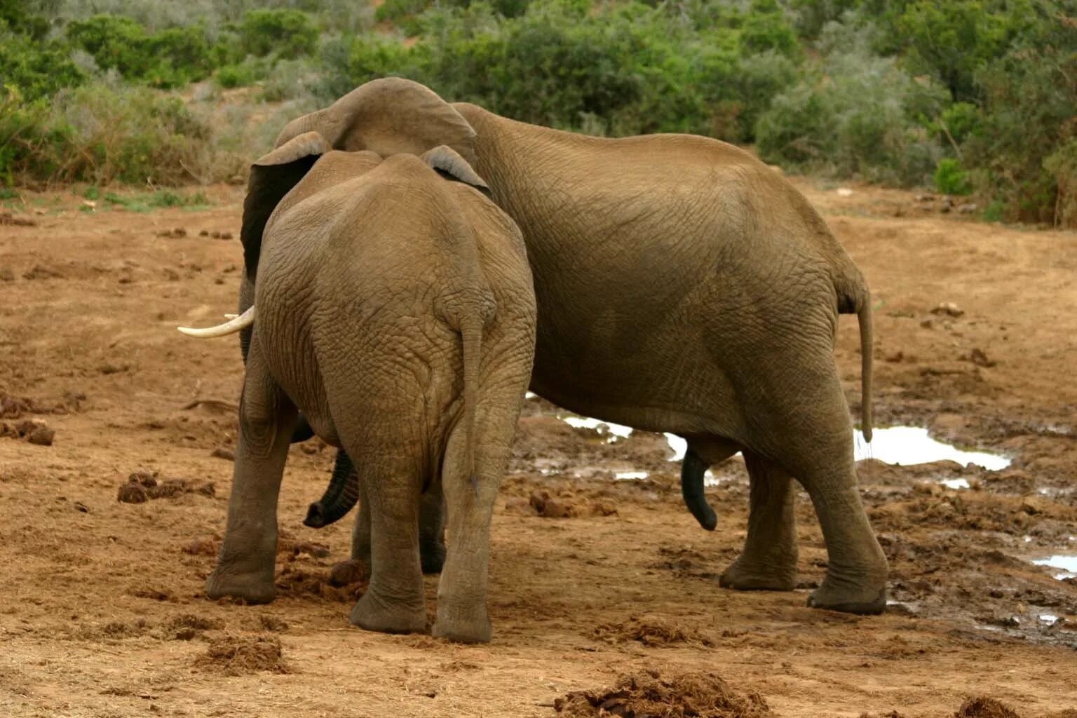 Огромные половые органы. Слоны спариваются. Размножение слонов.