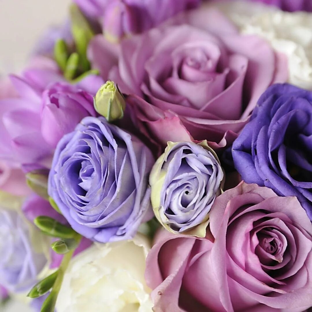 Фиолетово сиренево розовый. Фиолетово сиренево розовый. Фиолетово сиренево розовый. Фиолетово сиренево розовый. Фиолетовые цветы.