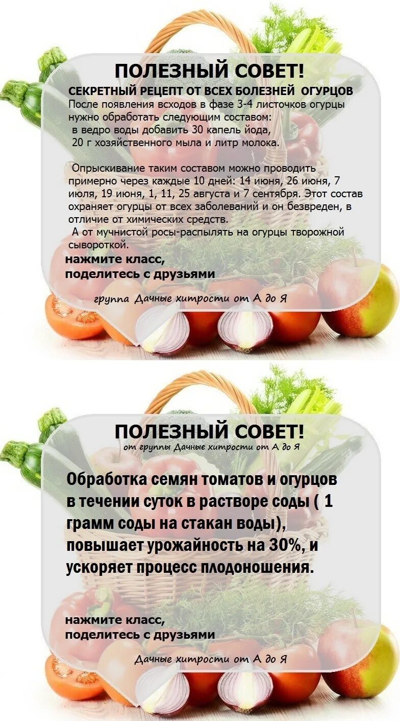Огород дача советы. Советы для огородников и садоводов. сад и огород полезные советы. советы огородникам. полезные советы для огородников.