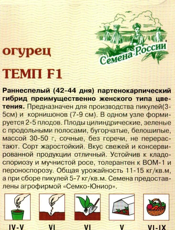 Темп сорт. Огурец партенокарпический для пикулей f1 темп. огурцы сорт темп. огурец темп семко. огурцы темп описание.