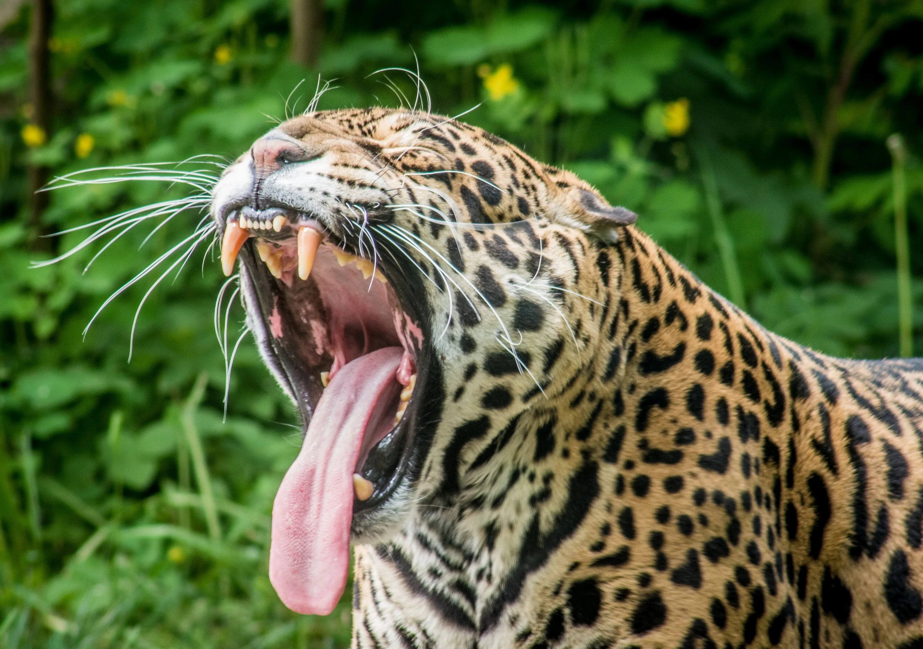 Ягуар млекопитающие Южной Америки. Ягуар животное. Дымчатый леопард клыки. Дымчатый леопард зевает.