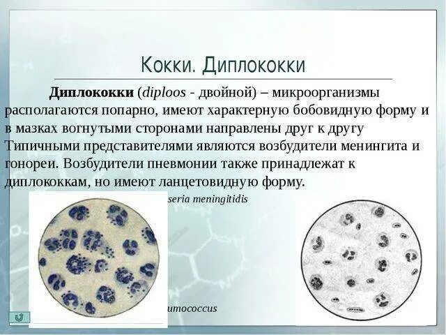 Коккобациллярная флора в мазке под микроскопом. Кокковая флора мазок. Анализ мазка микрофлора кокки. Кокки диплококки в мокроте. Кокковая микрофлора.