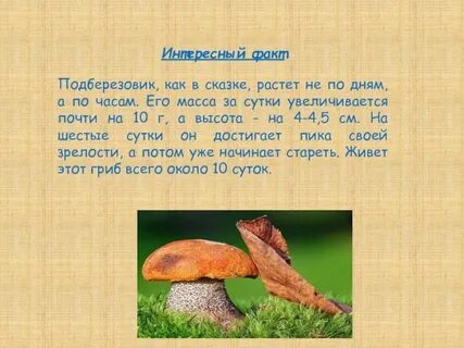 Подберезовик по составу