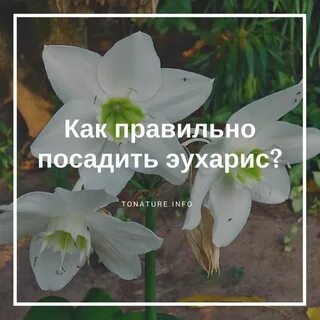 Эухарис желтеет