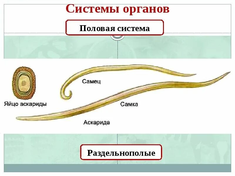 В каком органе обитает взрослая особь аскариды. Круглые черви аскарида человеческая. Нематоды черви строение. Тип круглые черви аскарида человеческая. Тип круглые черви нематоды.